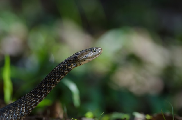 Photo checkered keelback snake in forest