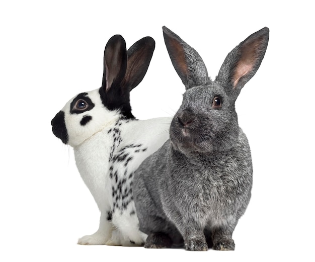 Checkered rabbit and Argente rabbit isolated on white