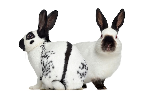 Checkered rabbit and Russian rabbit isolated on white