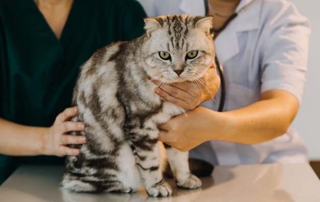 Photo checking the breath male veterinarian in work uniform listening to the breath of a small dog with a phonendoscope in veterinary clinic pet care concept