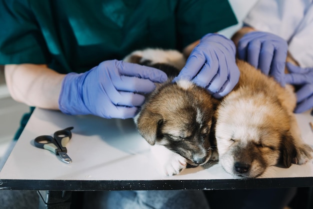 Photo checking the breath male veterinarian in work uniform listening to the breath of a small dog with a phonendoscope in veterinary clinic pet care concept