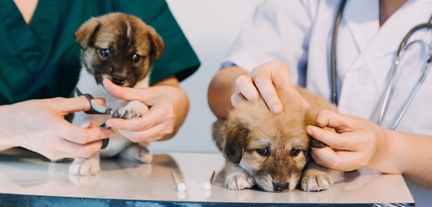 Checking the breath Male veterinarian in work uniform listening to the breath of a small dog with a phonendoscope in veterinary clinic Pet care concept