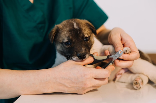 Foto controllo del respiro veterinario maschio in uniforme da lavoro che ascolta il respiro di un piccolo cane con un fonendoscopio in clinica veterinaria concetto di cura degli animali domestici