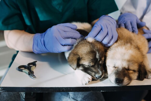 Photo checking the breath male veterinarian in work uniform listening to the breath of a small dog with a phonendoscope in veterinary clinic pet care concept