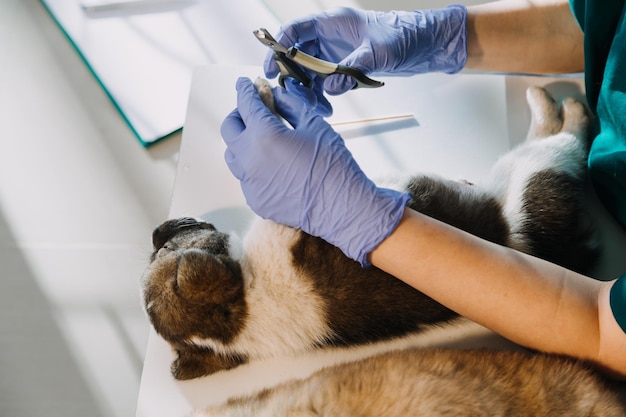 Photo checking the breath male veterinarian in work uniform listening to the breath of a small dog with a phonendoscope in veterinary clinic pet care concept