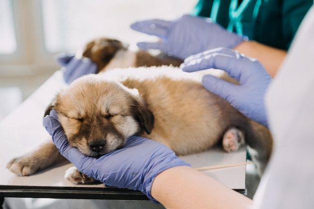 Checking the breath Male veterinarian in work uniform listening to the breath of a small dog with a phonendoscope in veterinary clinic Pet care concept