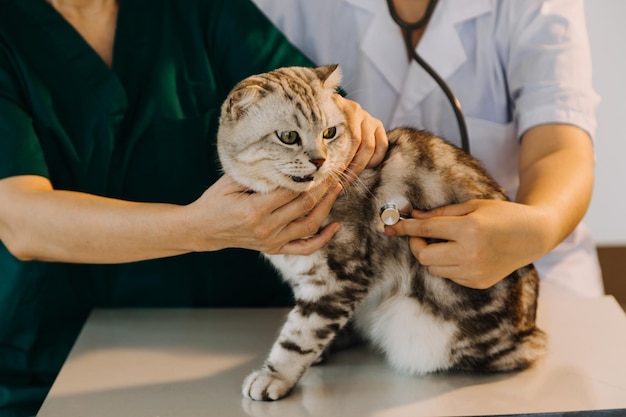 Checking the breath Male veterinarian in work uniform listening to the breath of a small dog with a phonendoscope in veterinary clinic Pet care concept