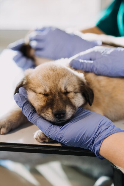 Foto controllo del respiro veterinario maschio in uniforme da lavoro che ascolta il respiro di un piccolo cane con un fonendoscopio in clinica veterinaria concetto di cura degli animali domestici