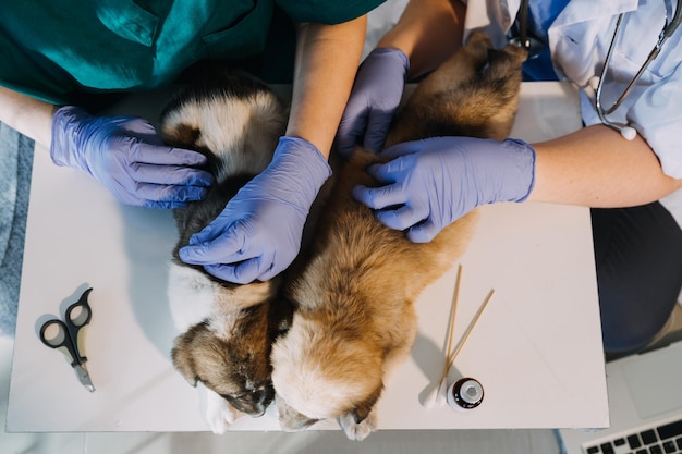 Photo checking the breath male veterinarian in work uniform listening to the breath of a small dog with a phonendoscope in veterinary clinic pet care concept