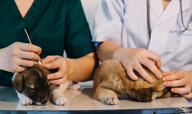 Checking the breath Male veterinarian in work uniform listening to the breath of a small dog with a phonendoscope in veterinary clinic Pet care concept