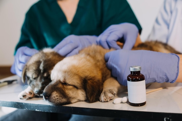 Checking the breath Male veterinarian in work uniform listening to the breath of a small dog with a phonendoscope in veterinary clinic Pet care concept