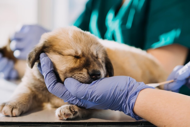 Checking the breath Male veterinarian in work uniform listening to the breath of a small dog with a phonendoscope in veterinary clinic Pet care concept