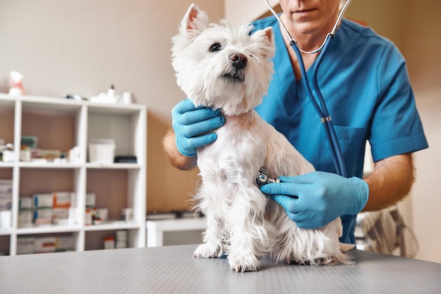 Controllo del respiro veterinario maschio in divisa da lavoro ascoltando il respiro di un piccolo