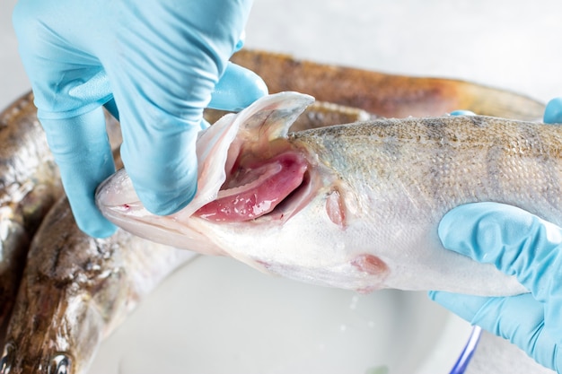 Controllo della freschezza del pesce, branchie aperte. lucioperca fresco, pesce fresco