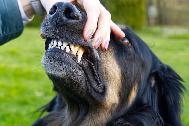 写真 犬の歯をチェックします。