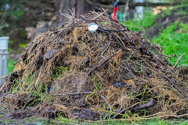 Photo checking the temperature of a compost pile on a farm