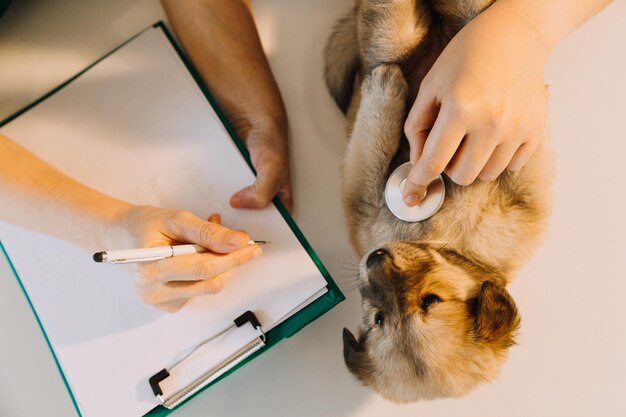 사진 수의과 진료소에서 음소내시경으로 작은 개의 숨결을 듣고 있는 작업복을 입은 남성 수의사 애완동물 관리 개념