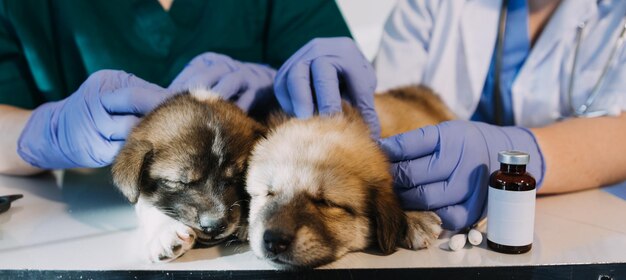 Фото Проверка дыхания ветеринар-мужчина в рабочей форме слушает дыхание маленькой собаки с фонендоскопом в ветеринарной клинике концепция ухода за домашними животными
