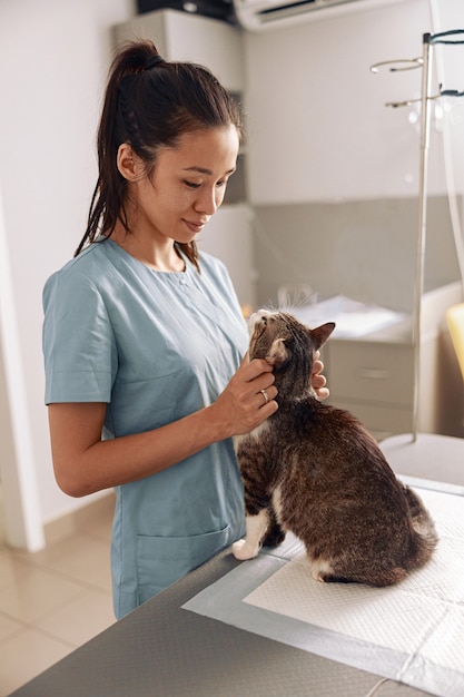 Cheerful asian veterinarian in uniform examines tabby cat at appointment in modern clinic