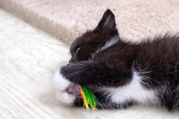 Cheerful black kitten playing with a toy