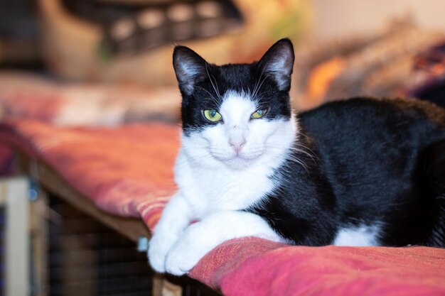 Cheerful black and white cat lying on bed