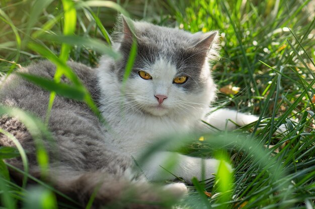 Cheerful cat lying between flowers in spring Portrait of happy young cat in garden