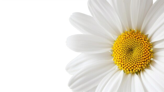 Cheerful Daisy Wallpaper Border