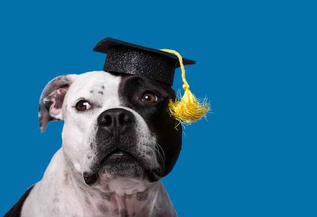 服を着た陽気な犬犬の理学修士は眼鏡ビジネスルックで卒業します