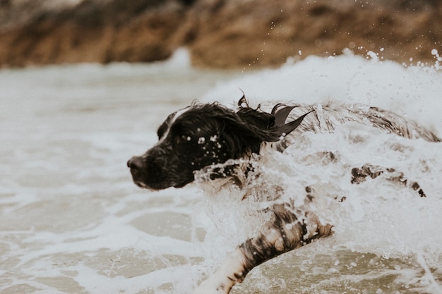 海を楽しむ元気な犬