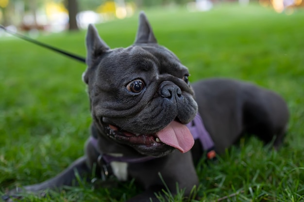 Cheerful dog french bulldog lies in the park with his tongue hanging out