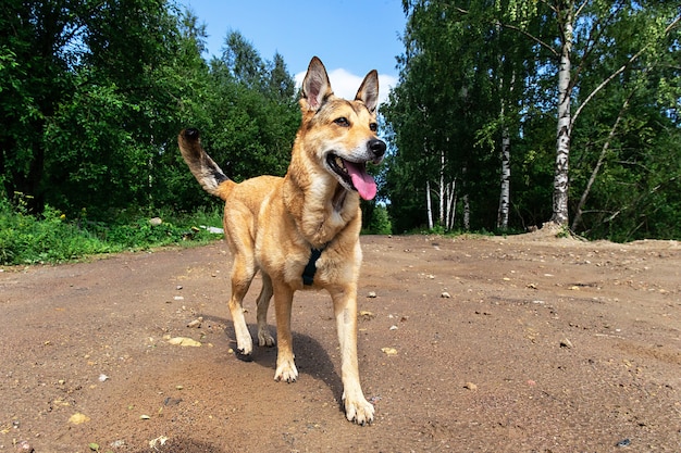 Cheerful dog walking on dirty path in countryside