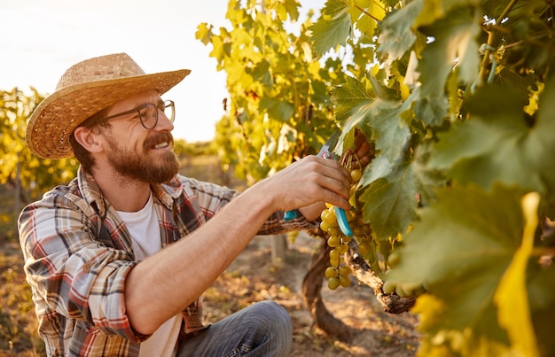 Cheerful farmer harvesting grapes in vineyard