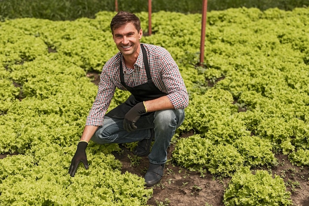 Cheerful farmer taking care of lettuce in field