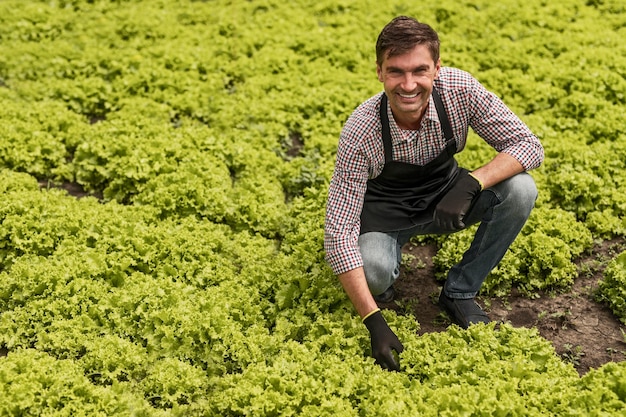 Cheerful farmer taking care of lettuce