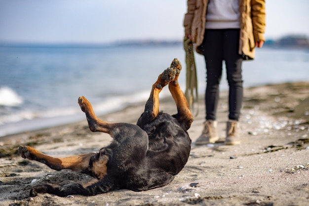 Cheerful funny big dog somersaults and fools around on a sandy beach near the blue sea with white waves and his young mistress