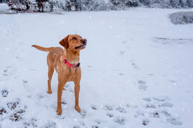 A cheerful funny dog plays on the shore of a lake in the snow on a snowy winter day