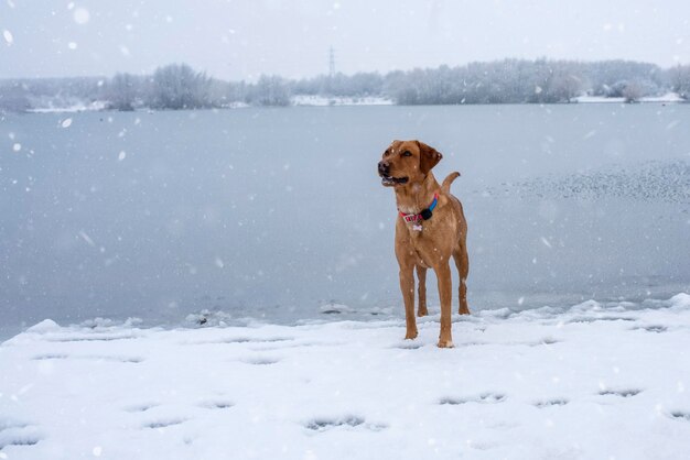 A cheerful funny dog plays on the shore of a lake in the snow on a snowy winter day