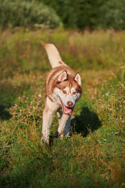 陽気で面白いハスキー犬は、晴れた夜の散歩で草の上を素早く走ります