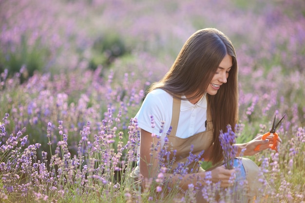 Cheerful girl collecting lavender harvest using scissors