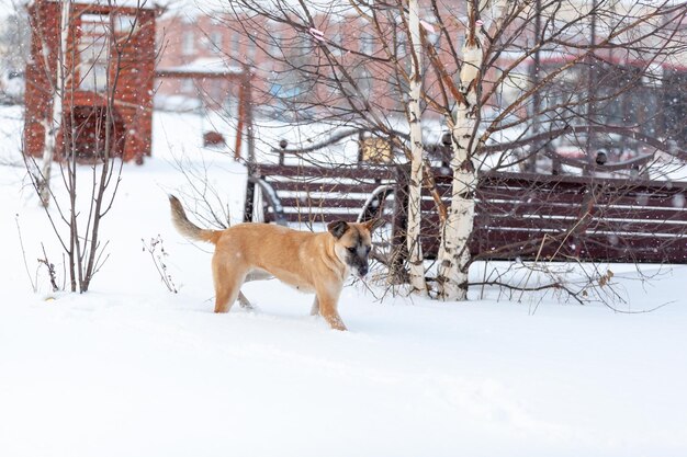 Веселая и добрая собака зимой гуляет по парку, играет на снегу. Женщина гладит и играет с коричнево-белой собакой в городском парке зимой.