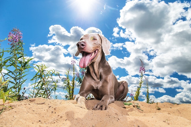 Веселая расслабленная собака, лежащая на песке в солнечном парке, беззаботно смотрит в камеру