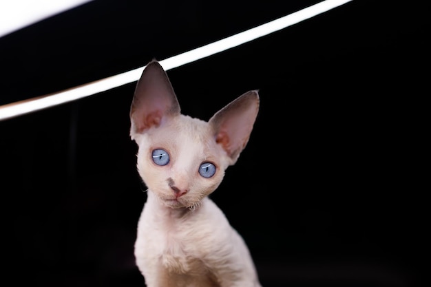 Cheerful white kitten with huge bulging eyes looks ahead