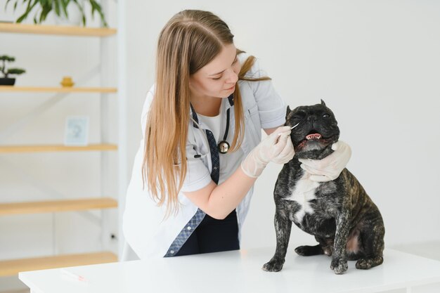 Cheerful young veterinary taking care and examining a beautiful dog french bulldog