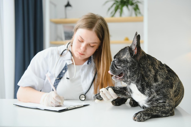 Cheerful young veterinary taking care and examining a beautiful dog french bulldog