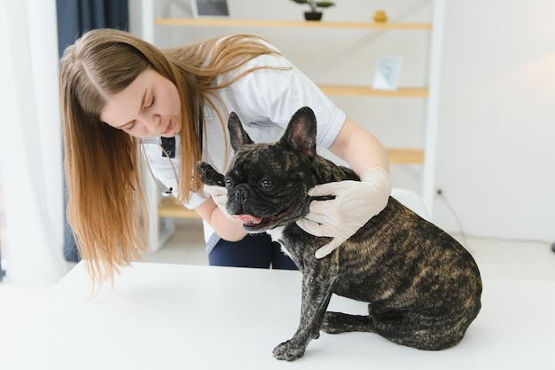 陽気な若い獣医が世話をし、美しい犬のフレンチブルドッグを調べています