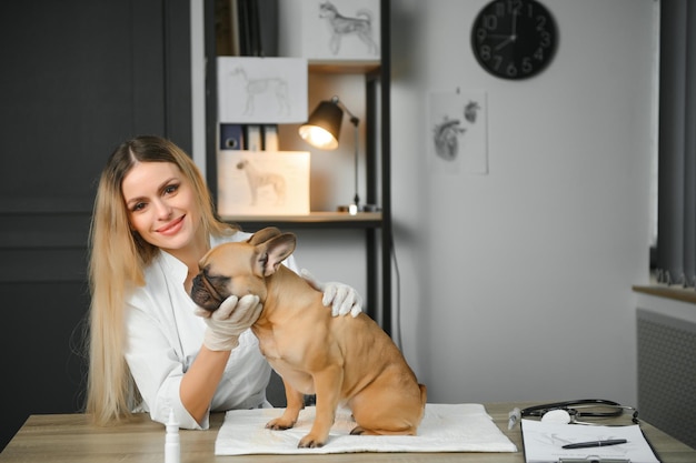 Cheerful young veterinary taking care and examining a beautiful pet dog french bulldog