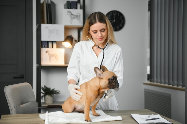Cheerful young veterinary taking care and examining a beautiful pet dog french bulldog