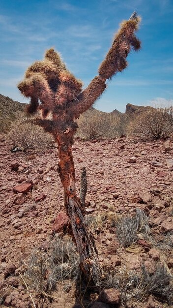 Foto il cactus che acclama