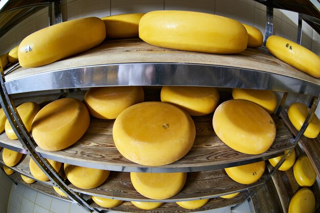 Cheese factory warehouse with shelves of latteria