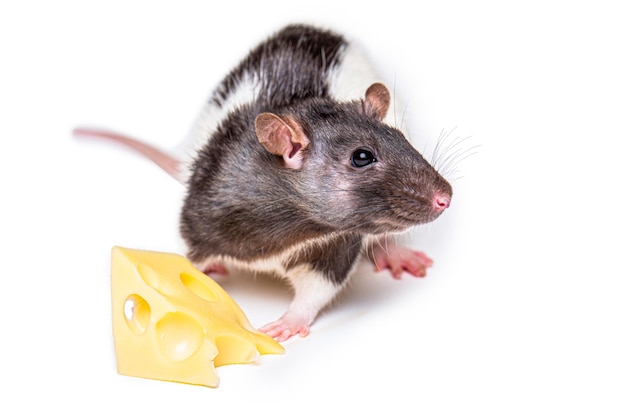 Cheese and mouse Mouse with a slice of swiss cheese isolated on white Little mouse trying to move a piece of cheese